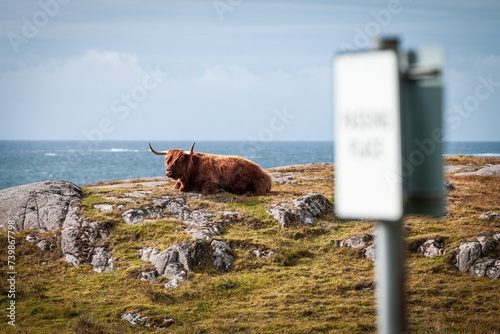 highland cow in scotland