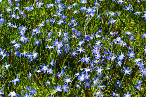 Glory of the snow, or Scilla luciliae flowers in springtime photo