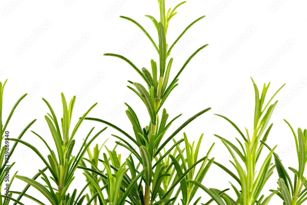Branches of rosemary on a white background Branches of rosemary on a white background