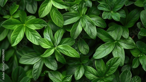 Close up of green leaves - AI Generated Digital Art © Paul