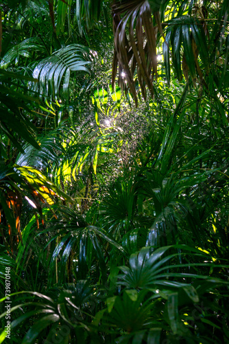 Light enters dense jungle trees with water. High quality photo