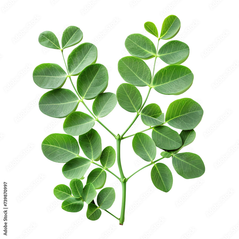 A twig of moringa with many leaves on an isolated background A twig of moringa with many leaves on an isolated background