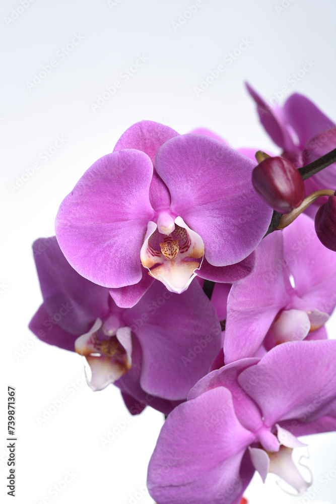 Fototapeta premium details of white and pink orchid close-up on white background