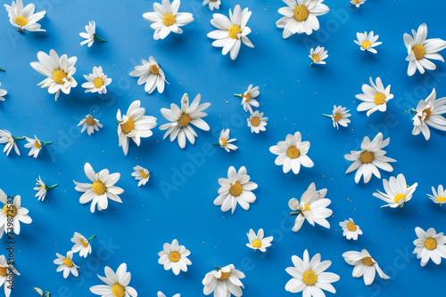 Vibrant Chamomile Flowers Spread on a Textured Blue Background
