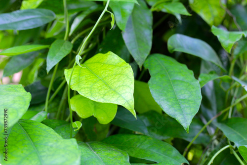 Wallpaper Mural Fresh tiliacora triandra green leaves Torontodigital.ca