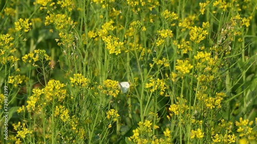 Rapeseed provides good soil cover over winter to prevent soil erosion, produces biomass, suppresses weeds, and can improve soil tilth with its root system, agriculture industry.