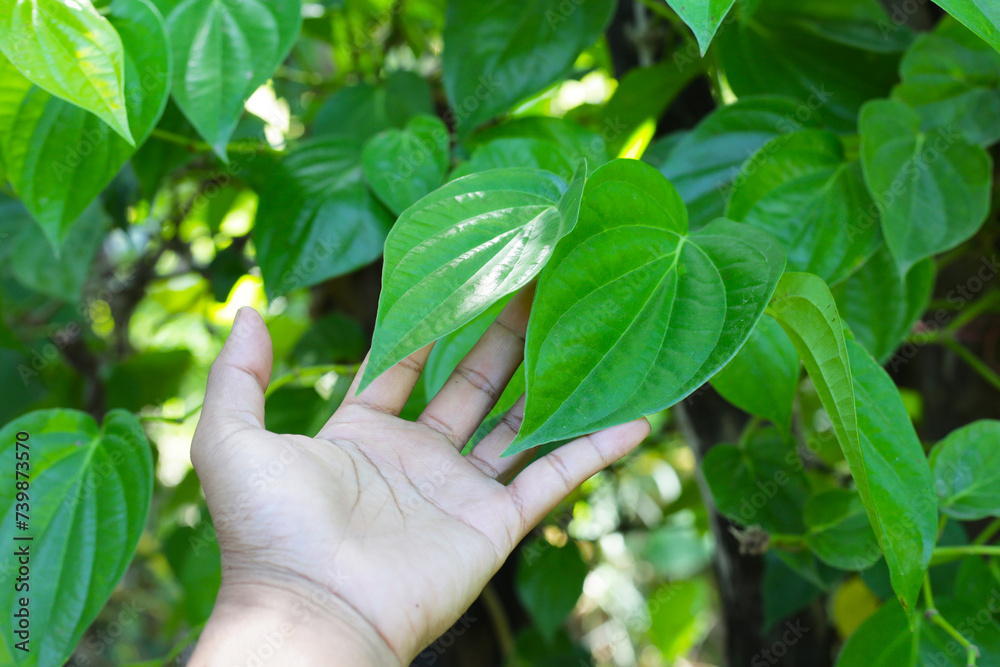 custom made wallpaper toronto digitalGreen leaves of betel plant