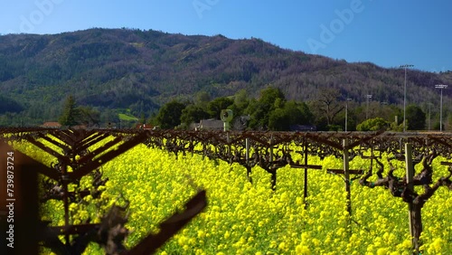 Vibrant colorful vineyard covered in Mustard flowers, slow pull back on Frost Fan in Napa Valley California. photo
