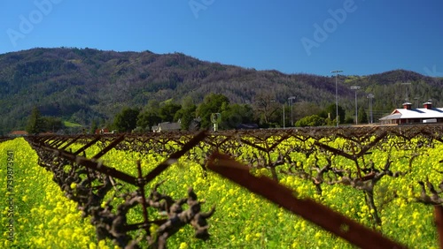 tips of vineyard stacks and yellow mustard flowers blowing in the wind in the Napa Valley California. photo