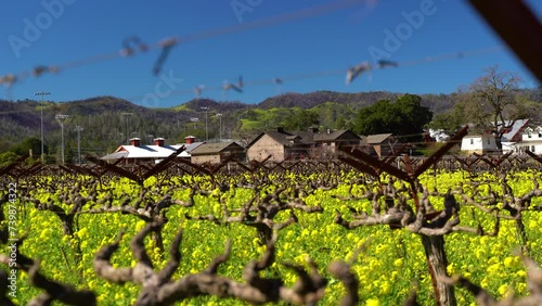 slow push back on Wind slowing making mustard flowers dance in a winery between vineyard vines in The Napa Valley. photo