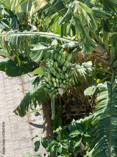 Musa Florida Variegated in garden for show,selective focus. photo