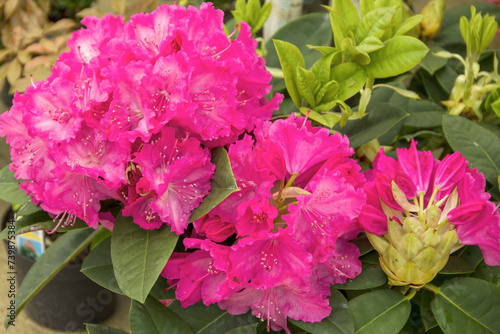 Pink fresh and beautiful potted flowers