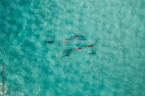 Aerial view of a pod of dolphins swimming in blue turquoise beautiful water © FRPhotos