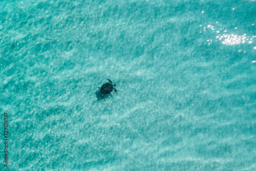 Turtle swimming in blue turquoise water and seen from above © FRPhotos