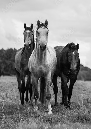 3 horses wild 