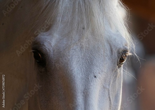 horse portrait 