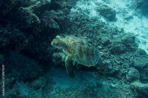 Green sea turtle. Tropical and coral sea wildelife. Beautiful underwater world. Underwater photography.. photo