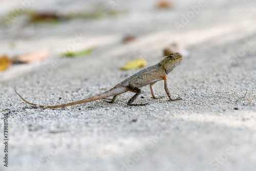 Fototapeta Naklejka Na Ścianę i Meble -  Wild lizard (oriental garden lizard) living in maldives islands. Reptile