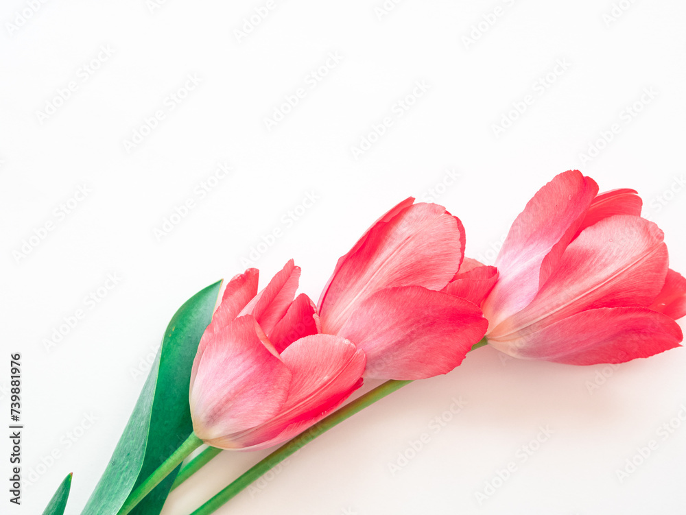 Naklejka premium Bright delicate pink spring flowers tulips on a white background with a place for text