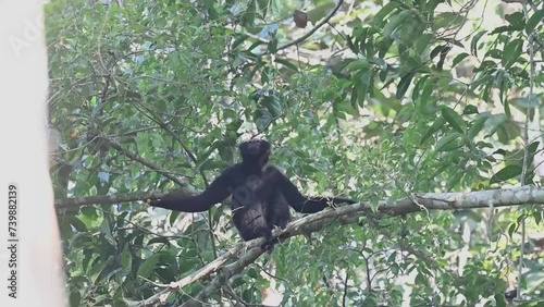 Male hoolock gibbon chilling on the tree and looking around in Kaziranga national park photo