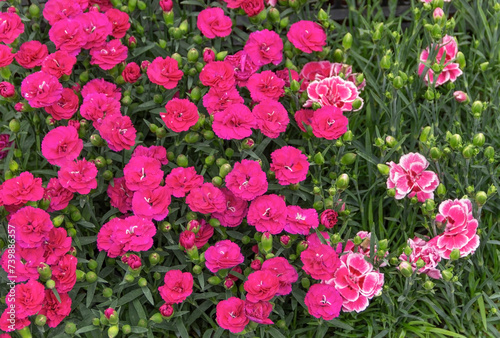 Buds, pink and colorful carnation