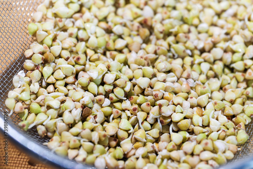 Germinated buckwheat seeds in a kitchen sieve, healthy homemade sprouts with vitamins, dietary fiber, protein and antioxidants, close up shot, copy space, selected focus photo