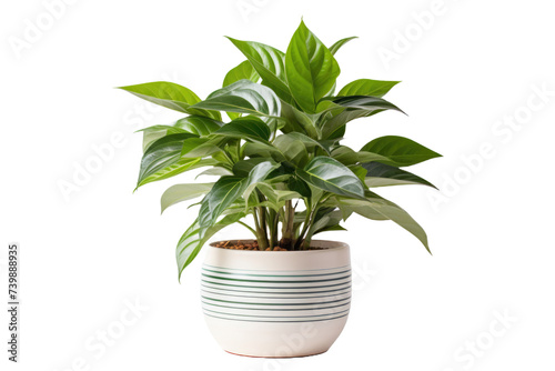 Lush Green Potted Plant in Striped Planter Isolated on White