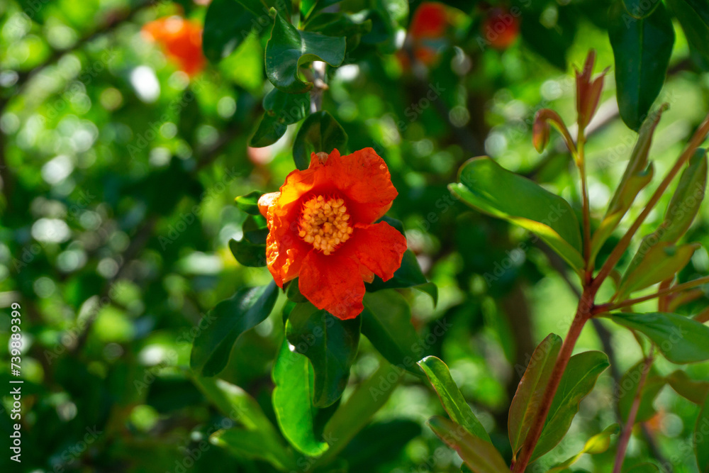 Pomegranate blossom on a background of green leaves. Bright red flowers and textured leaves.