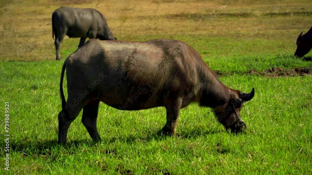 The buffaloes are grazing. A small herd. Vietnam, near Nha Trang. The natural landscape.
The buffaloes are grazing. A small herd. Vietnam, near Nha Trang. The natural landscape.