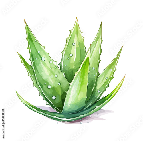There is a Aloe Vera Plant Watercolor Illustration isolated on a white background.