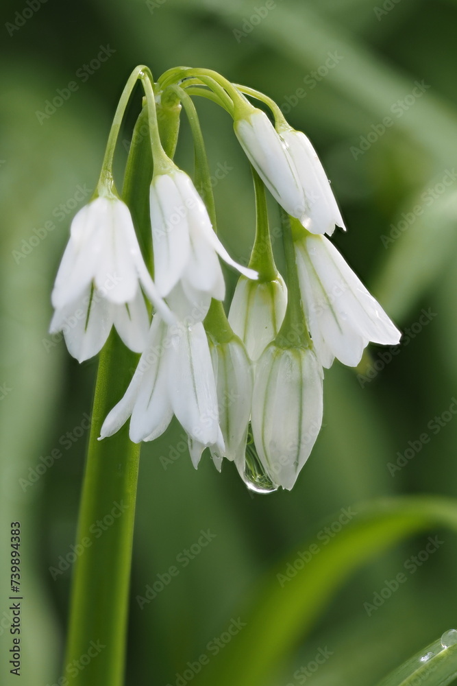 A close-up image of a three-cornered garlic plant showing a droplet of water hanging from the flower. A close-up image of a three-cornered garlic plant showing a droplet of water hanging from the flower.