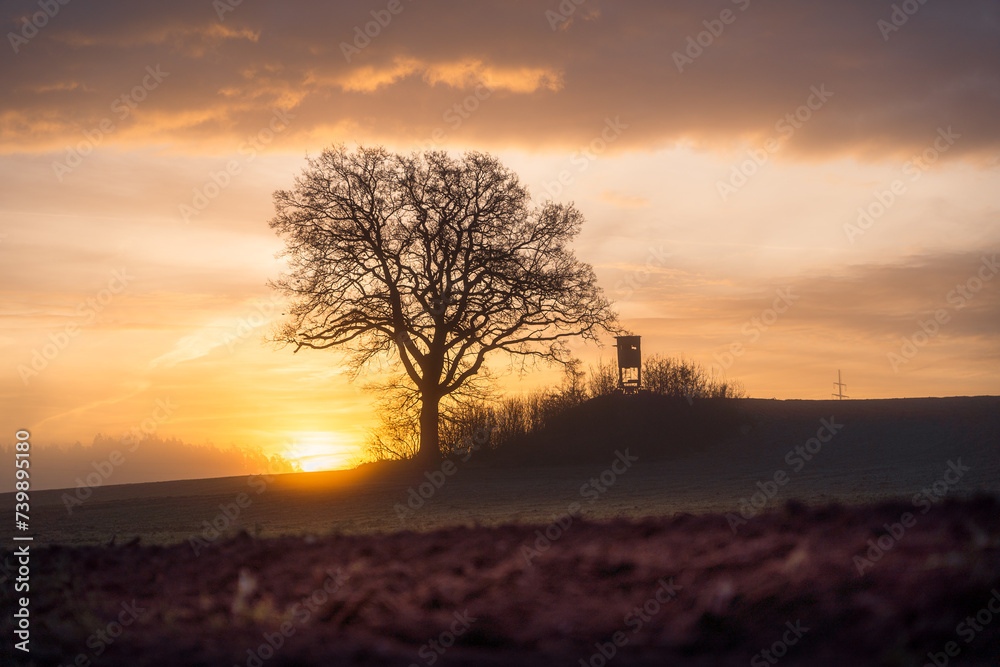 Tree and hunter's seat at sunrise Tree and hunter's seat at sunrise