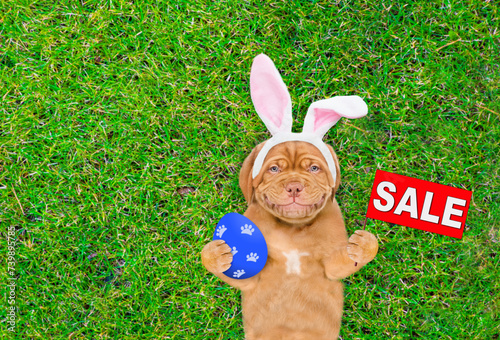 Smiling Mastiff puppy wearing easter rabbits ears shows signboard with labeled "sale" and painted egg on summer green grass. Top down view. Empty space for text