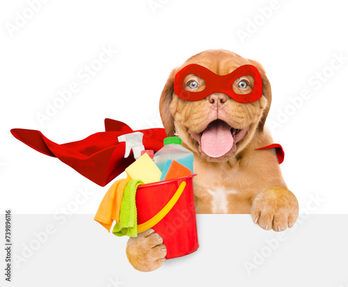 Happy Mastiff puppy wearing superhero costume holds bucket with washing fluids above empty white banner. Isolated on white background
