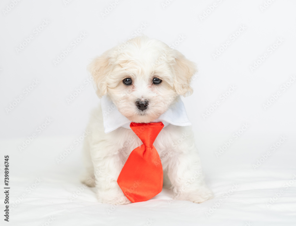 Cute White Lapdog puppy wearing suit with necktie looks at camera Cute White Lapdog puppy wearing suit with necktie looks at camera