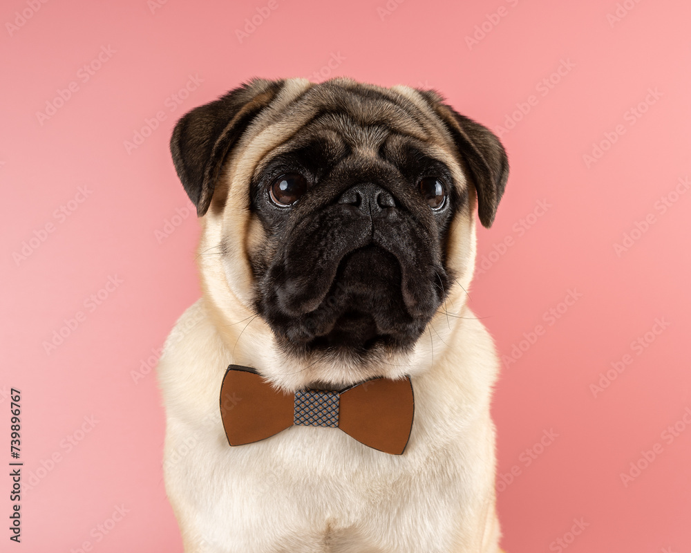 Cute Pug dog with bowtie on pink background.