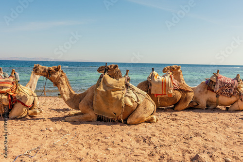Camels laying on Red sea beach in the Gulf of Aqaba. Dahab, Egypt. © Paopano