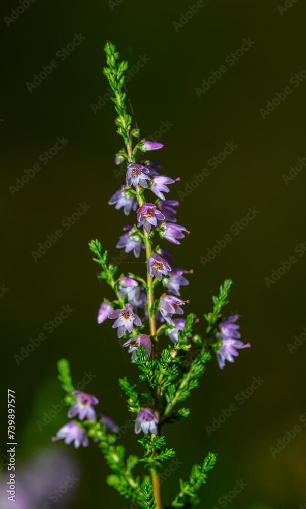 pink flowers of common heather aka ling (Calluna vulgaris) pink flowers of common heather aka ling (Calluna vulgaris)