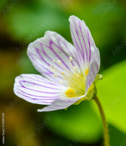 flower of common wood sorrel  Oxalis acetosella 