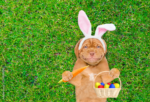Happy Mastiff puppy wearing easter rabbits ears holding basket of painted Easter eggs and lying on its back on summer green grass. Top down view. Empty space for text