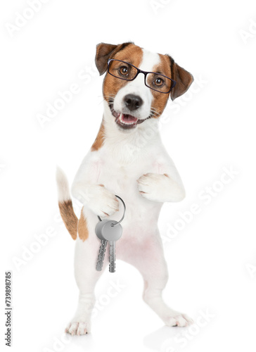 Smart Jack russell terrier puppy wearing eyeglasses holds in his paw keys to a new apartment. Isolated on white background