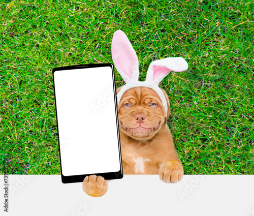 Smiling Mastiff puppy wearing easter rabbits ears holds big smartphone with white blank screen in it paw above empty white banner.  Empty space for text