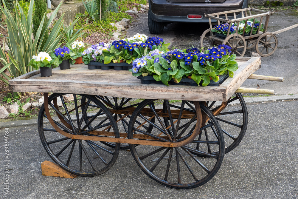 An old vintage handcart is carrying a flower sellers flowers on a pavement