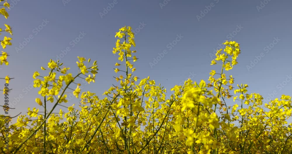 beautiful flowering field with yellow rapeseed flowers, a field with yellow flowering rapeseed plants in spring beautiful flowering field with yellow rapeseed flowers, a field with yellow flowering rapeseed plants in spring