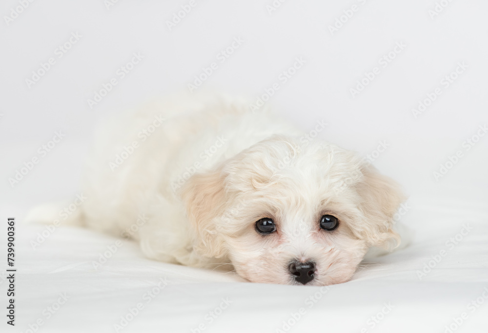Unhappy White lapdog puppy lying on a bed at home Unhappy White lapdog puppy lying on a bed at home