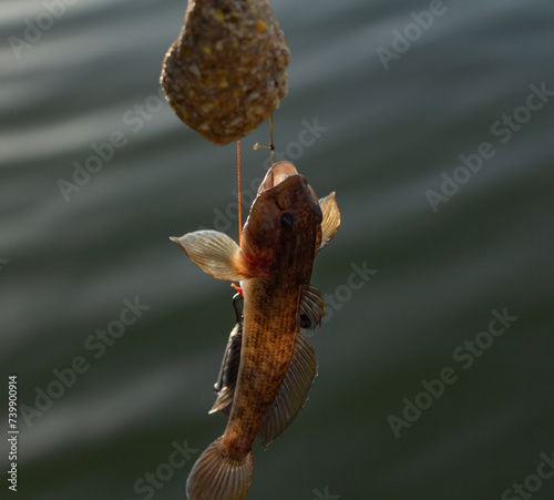 fishing, bull fish on a hook on a fishing rod