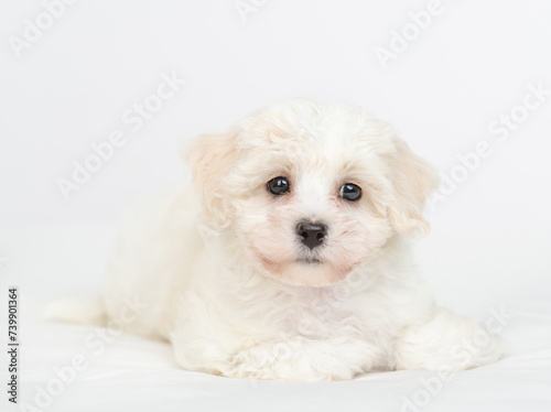 White lapdog puppy lying on a bed at home