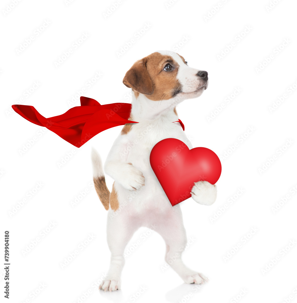 Lovely jack russell terrier puppy wearing superhero costume holding red heart and looking away on empty space. Isolated on white background