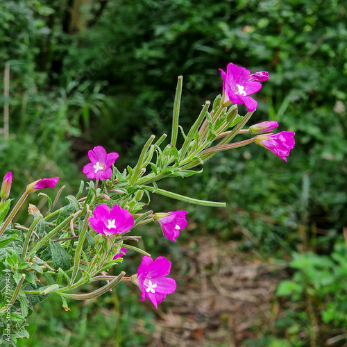 Flowering Great willowherb (Epilobium hirsutum)