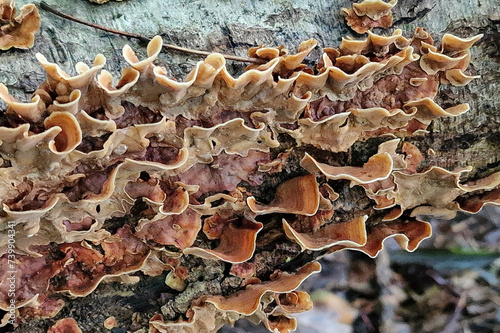 Stereum fungus Stereum subtomentosum on rotting tree trunk photo